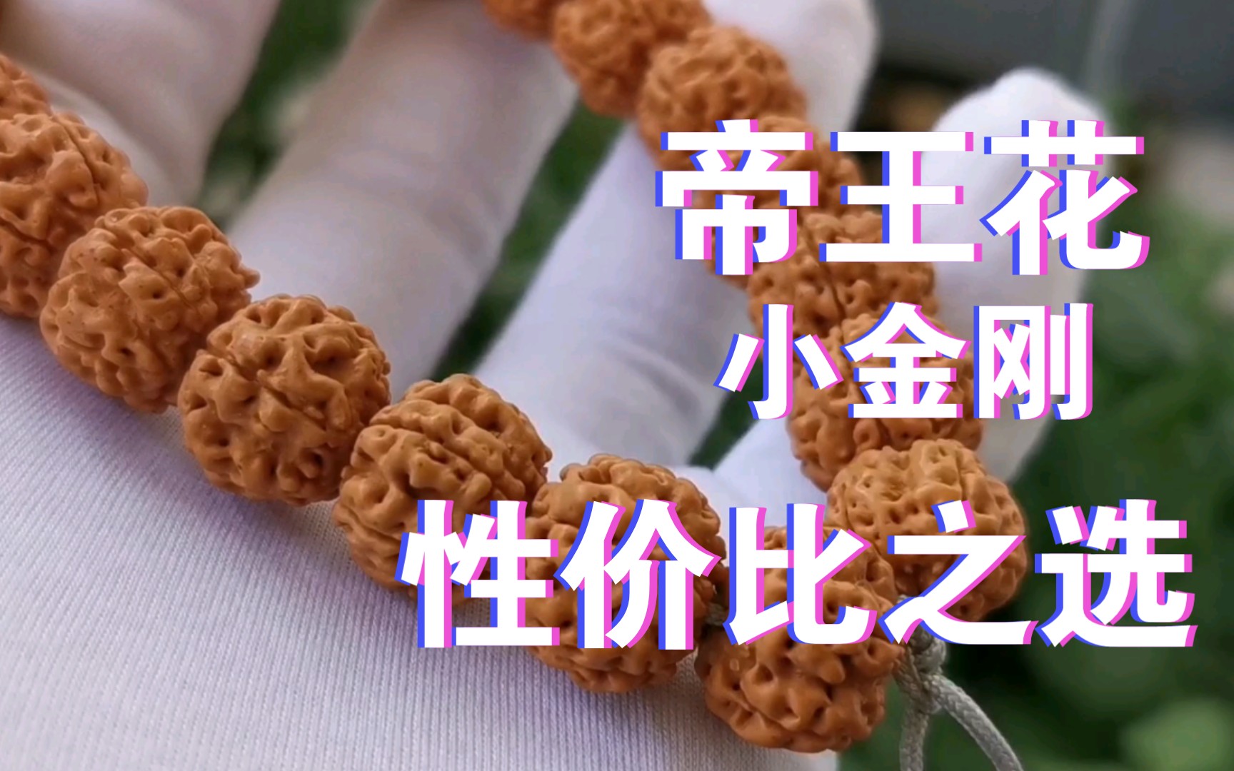 【小金刚】帝王花 尺寸16 手持款 龙脊突出 纹路饱满