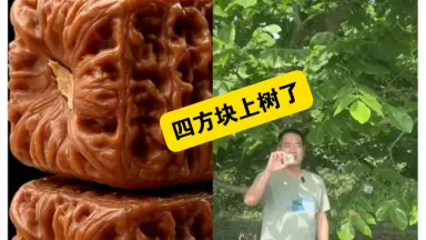 龙门涧核桃-哔哩哔哩_Bilibili