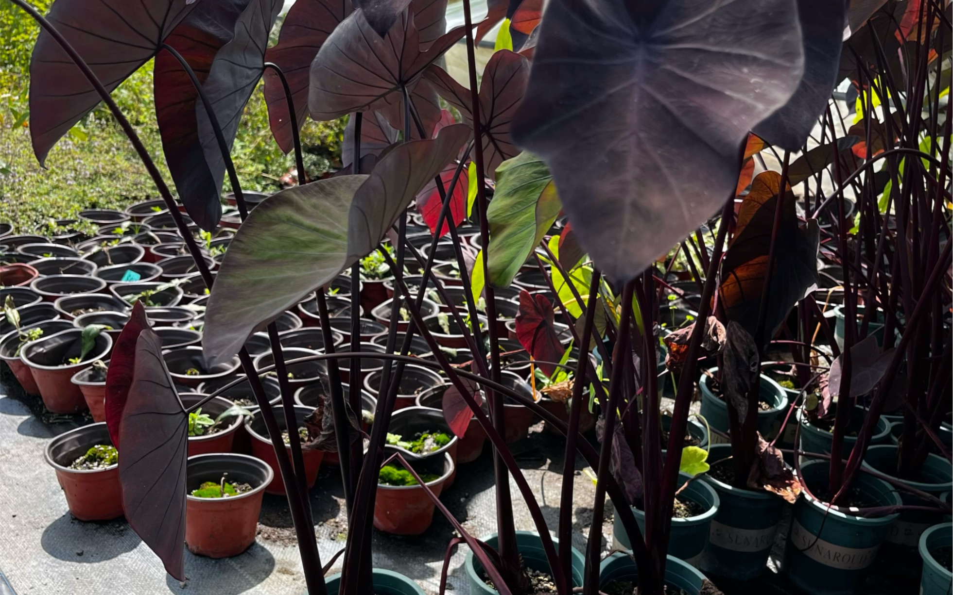 黑魔法海芋,高级感植物