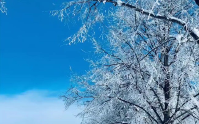 漂亮的雪景图壁纸,冬天装扮了浪漫的童话,在雪落时献给每一个人!互赞,互帮互助!哔哩哔哩bilibili