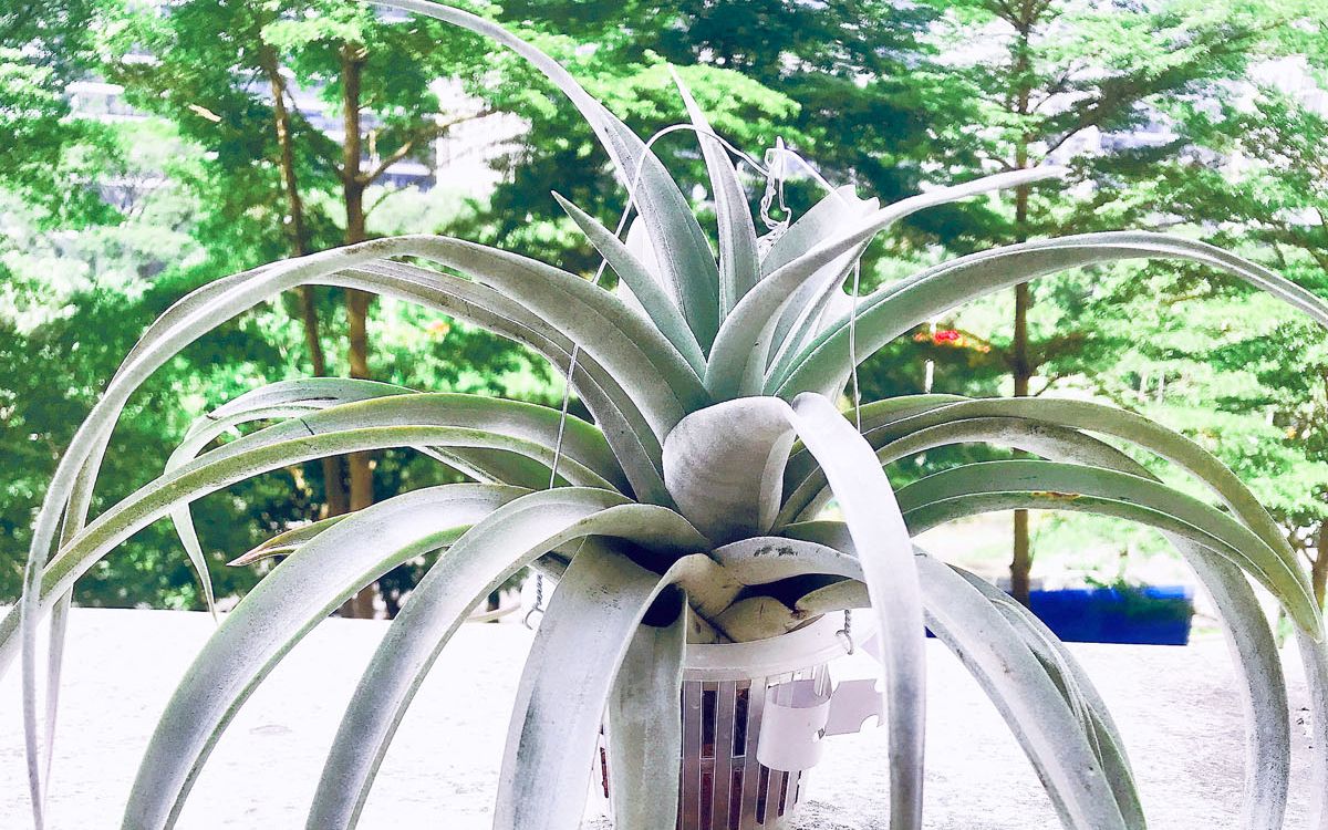 空气凤梨:霸香~ (霸王杂交香槟)_哔哩哔哩_bilibili