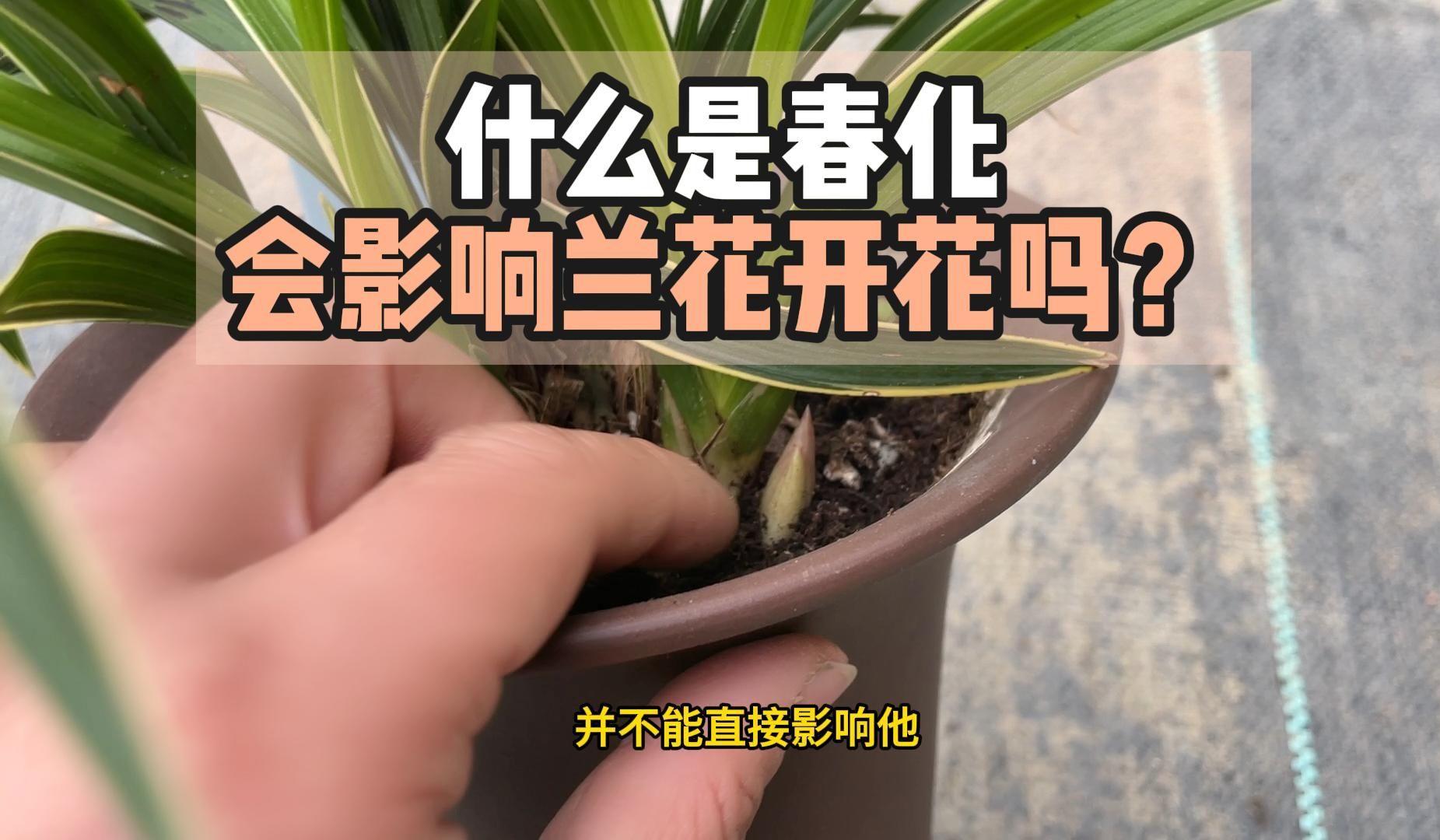 [图]兰花春化的作用？兰花不春化会开花吗？