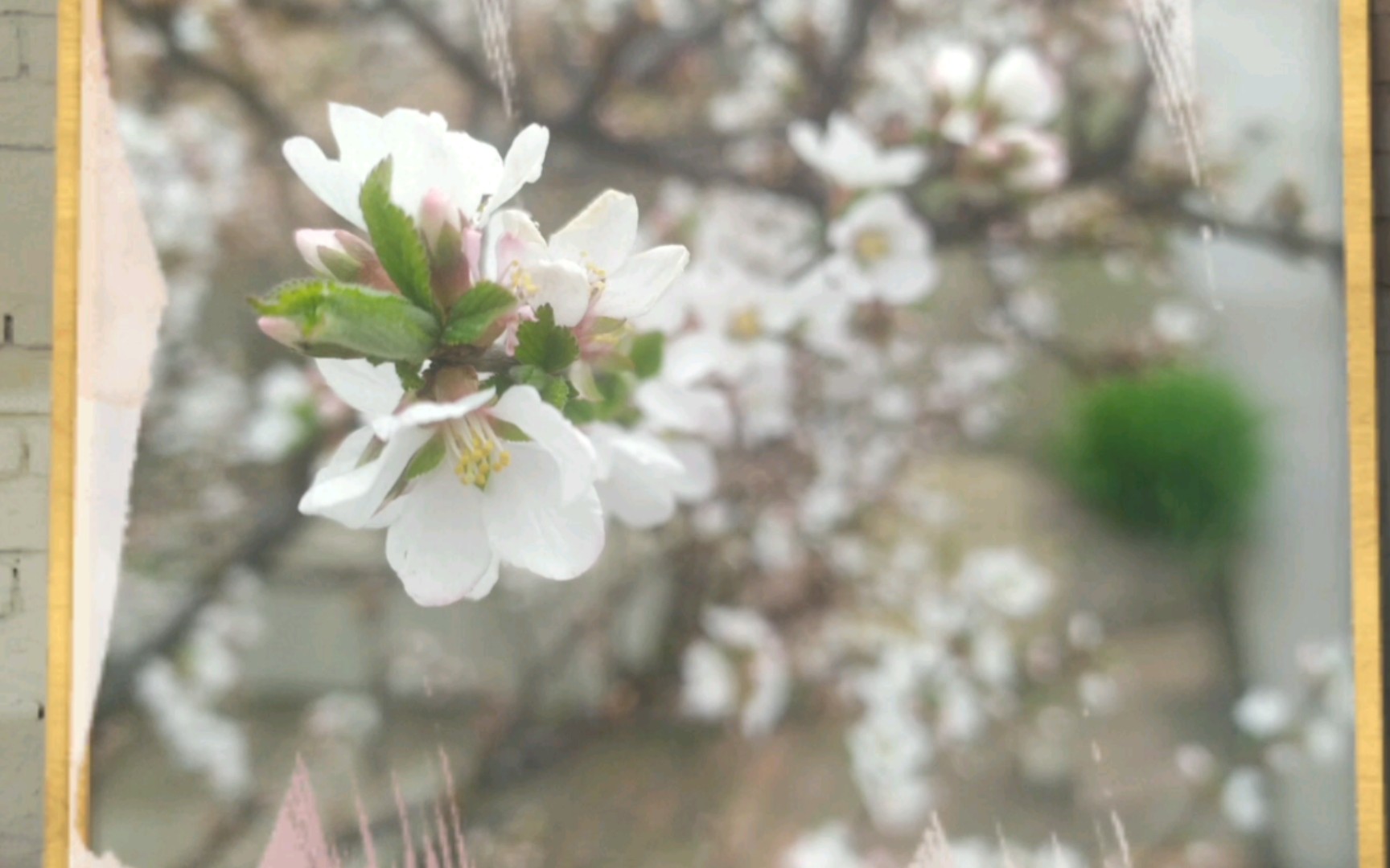 [图]樱桃开花了，洁白的樱桃花很好看