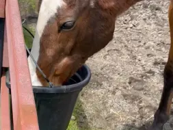 下载视频: 240810 慢悠悠饮水的怒涛