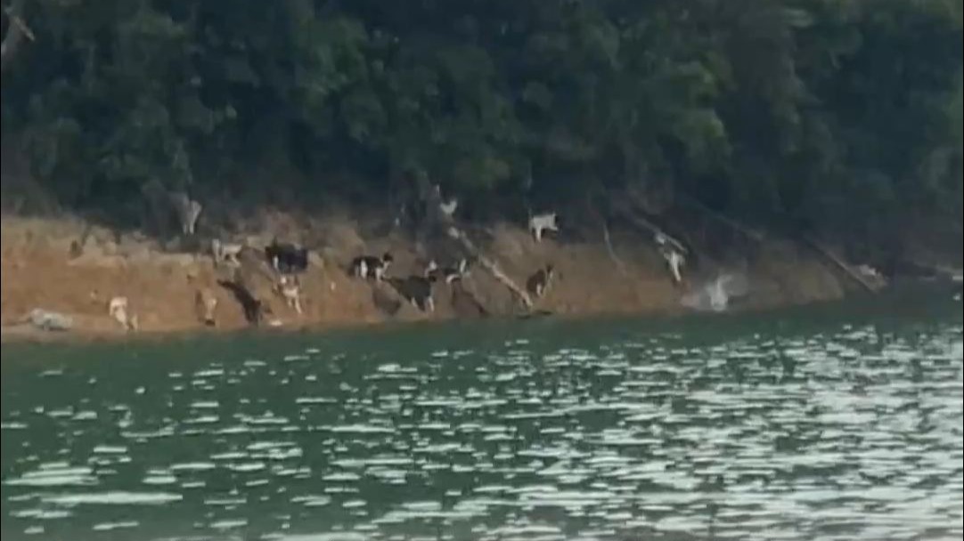 你们有罪就去自首吧！！