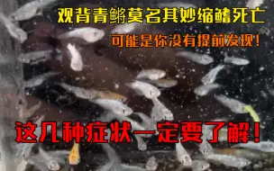 Download Video: 观背青鳉毫无征兆的缩鳍，死亡，原因竟然是这样！