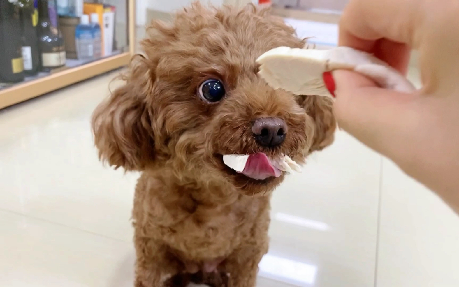 【泰迪】鸡胸肉一大块,吃的眼泪都出来了,这么感动吗?太好吃啦