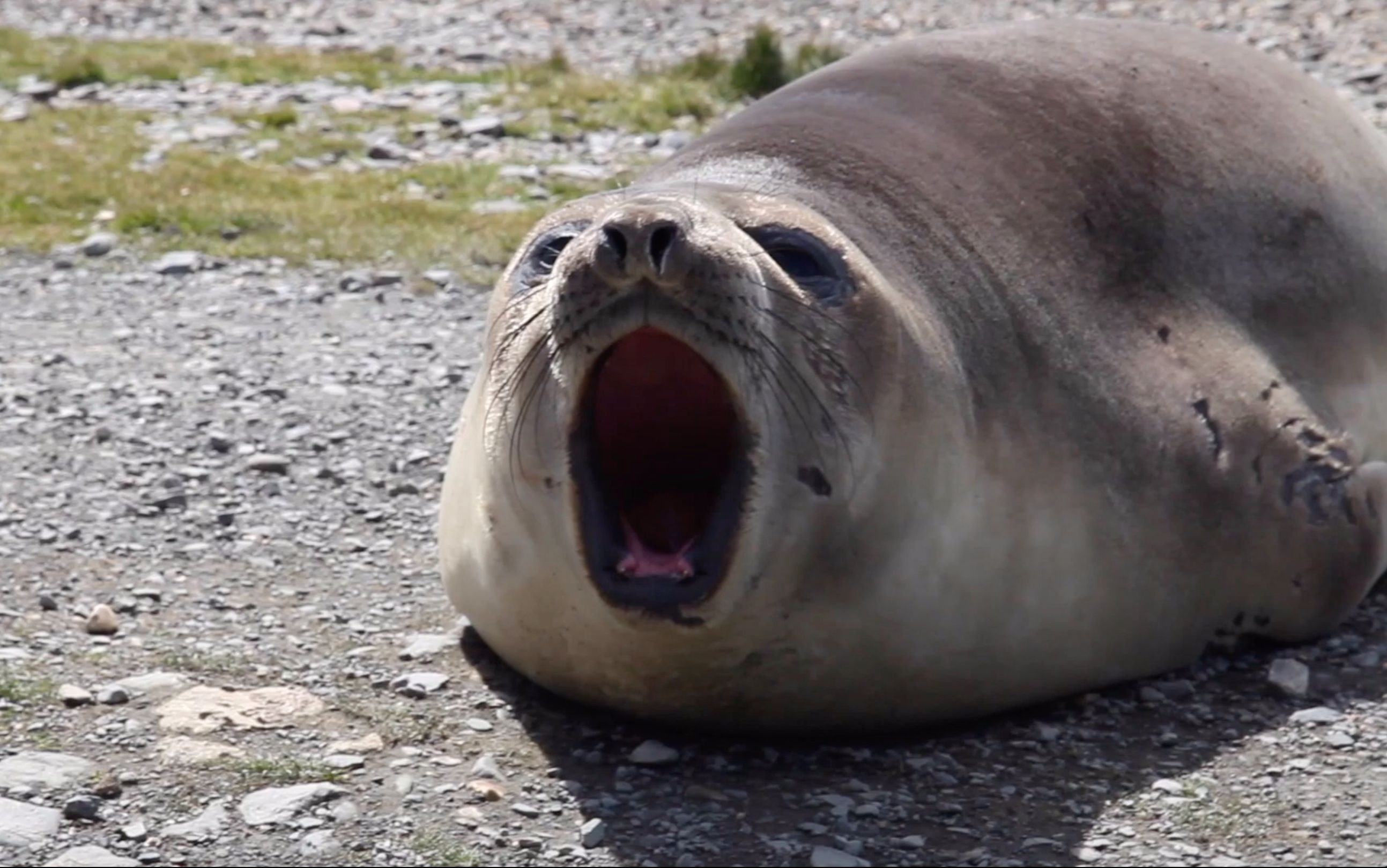 【人文】南极完美栖息地,这里的海豹会"放屁"(大旅行家的故事)(中字)