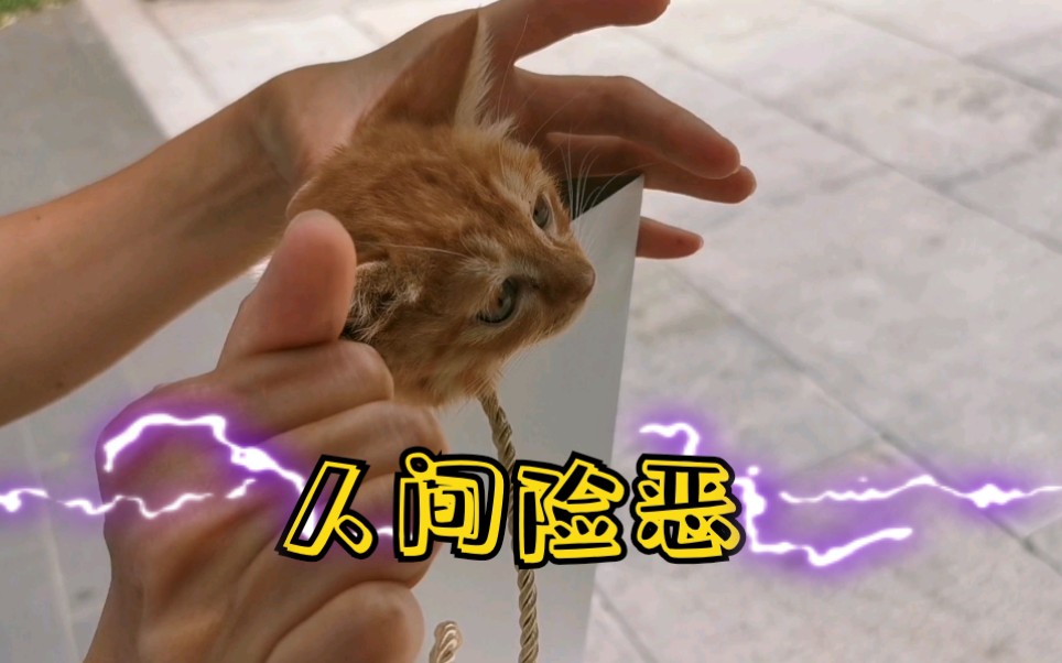 活动  不知人间险恶的故宫小奶猫.