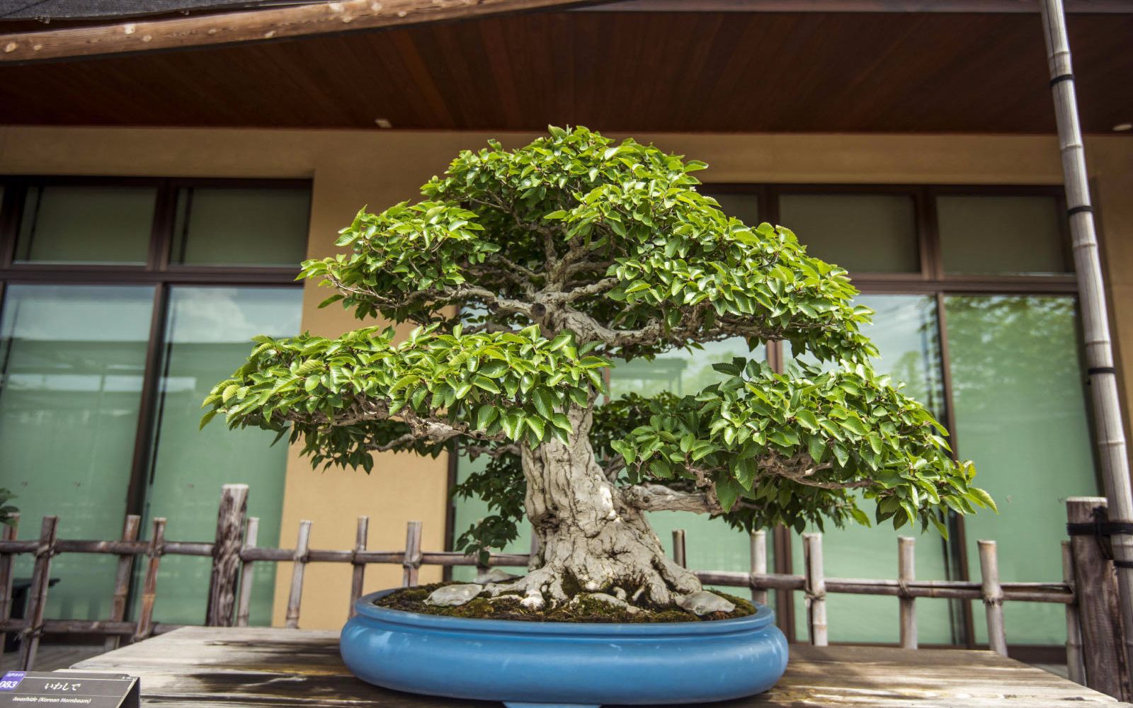 日本盆景园合集