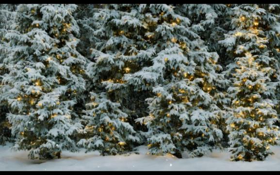 [图]【白噪音】雪中的松树林❄️ 闪烁的灯光 白色圣诞氛围 帮助进入深度睡眠｜风声 下雪声