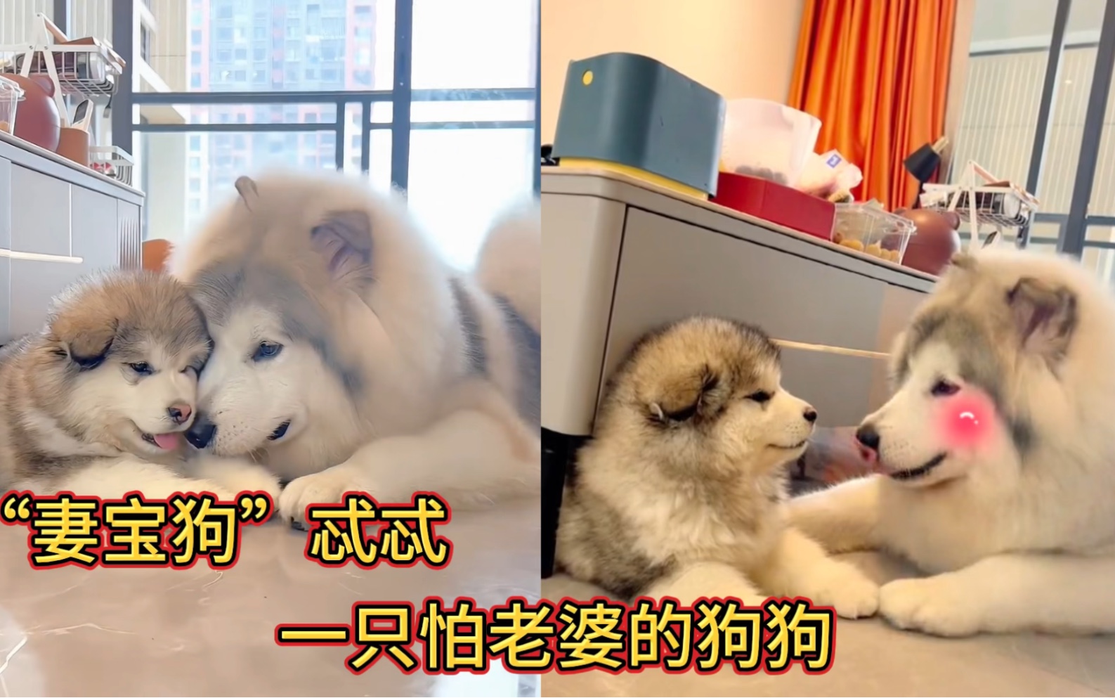 [图]“妻宝狗”忒忒：一只怕老婆的阿拉斯加犬，也是全网最疼老婆的狗狗