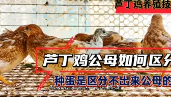 芦丁鸡如何区分公母，朋友问种蛋能不能区分出来公母？我先笑了