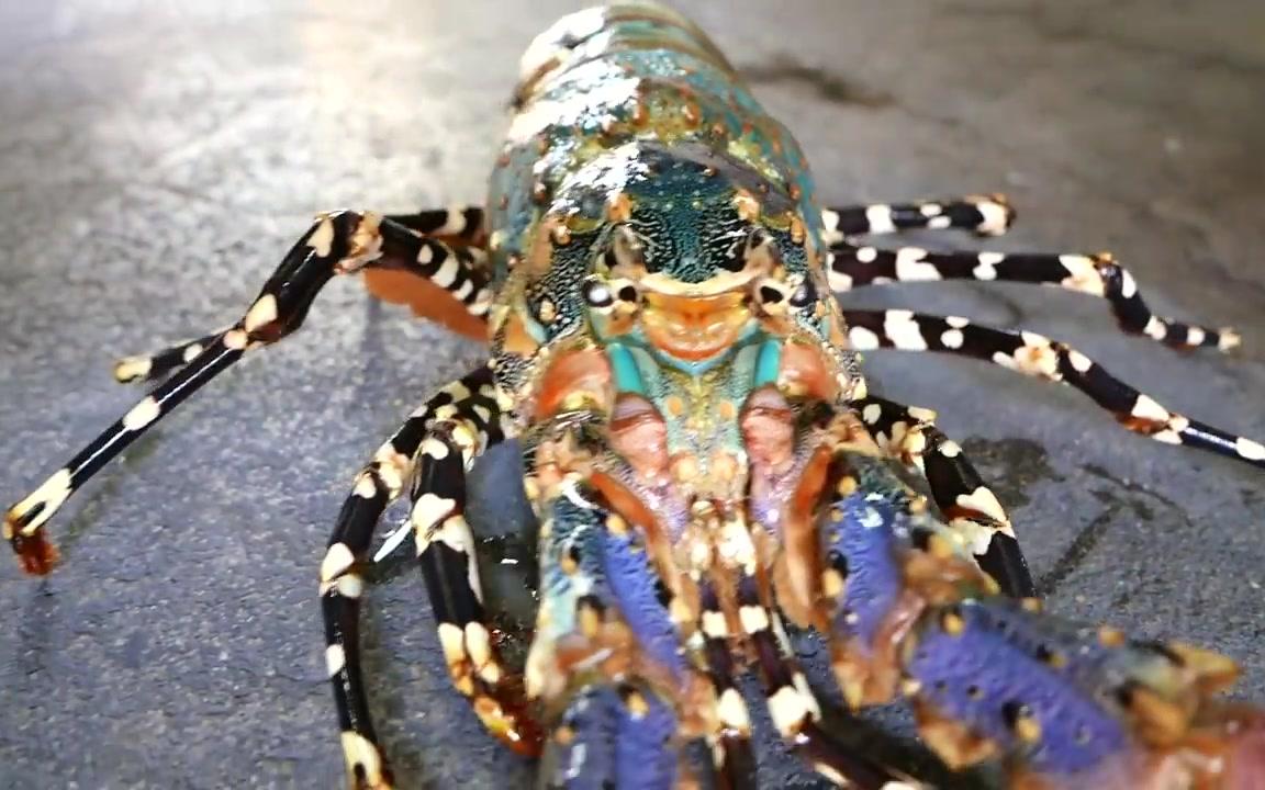 日本 七彩大龙虾 据说600美刀一只