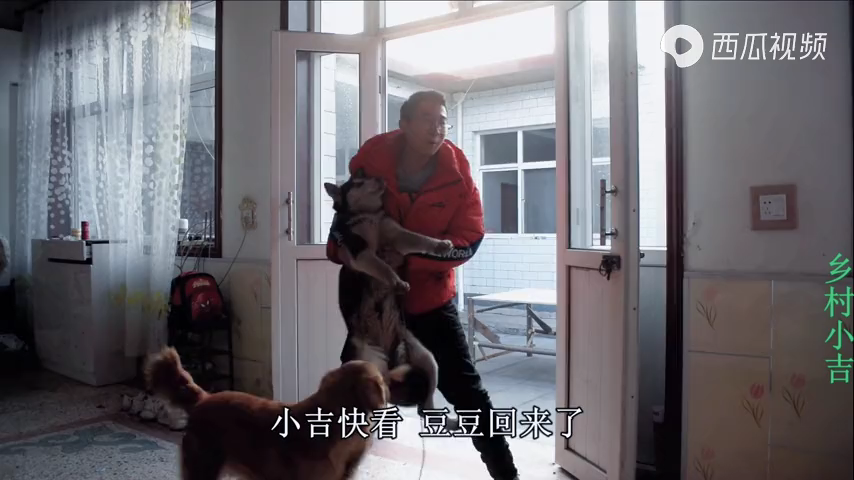 农村小吉之哈士奇豆豆回来了小雨小
