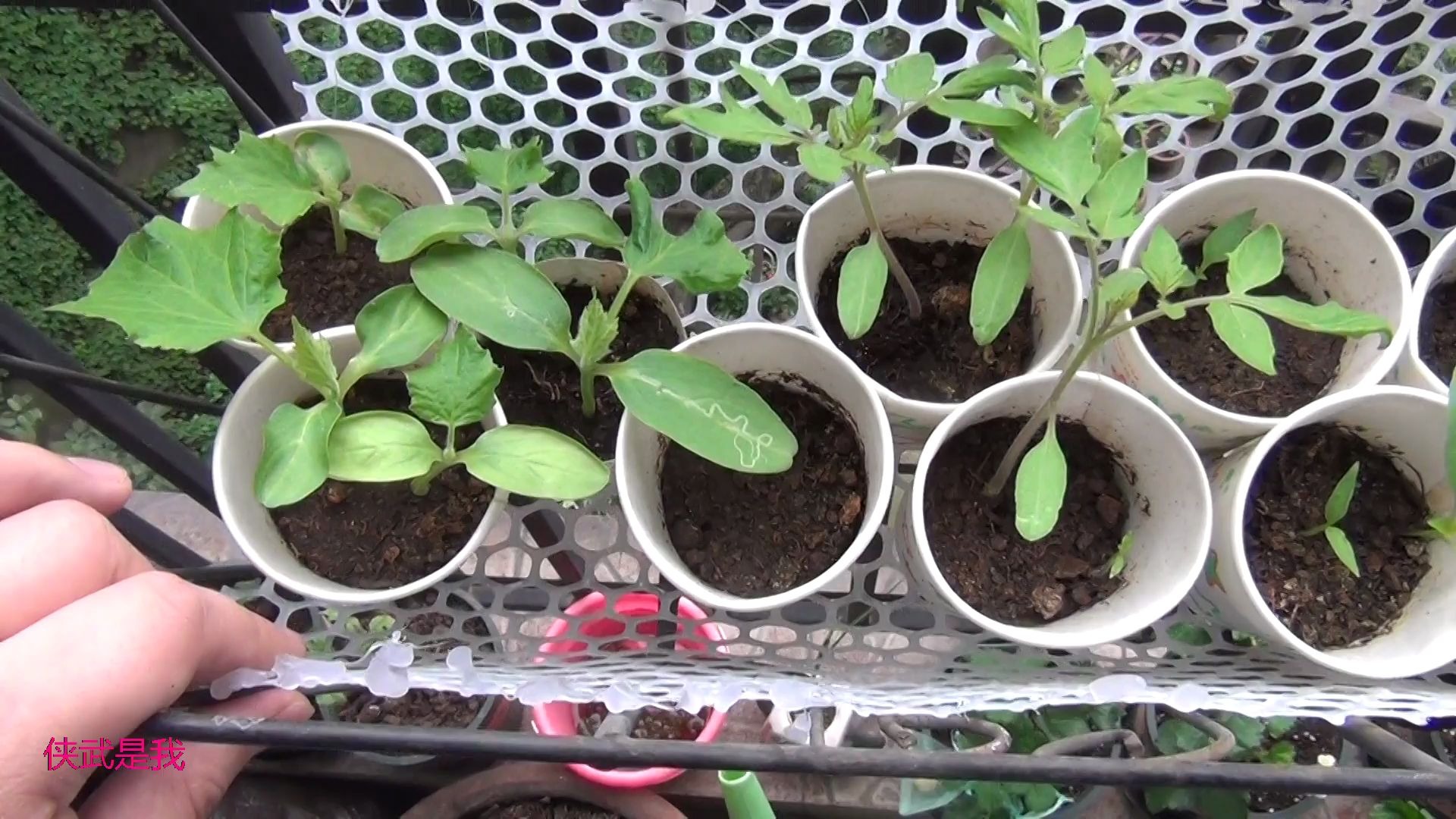 纸杯育苗,涨势喜人在幼苗阶段生长迅速.下次应该可以移苗啦!
