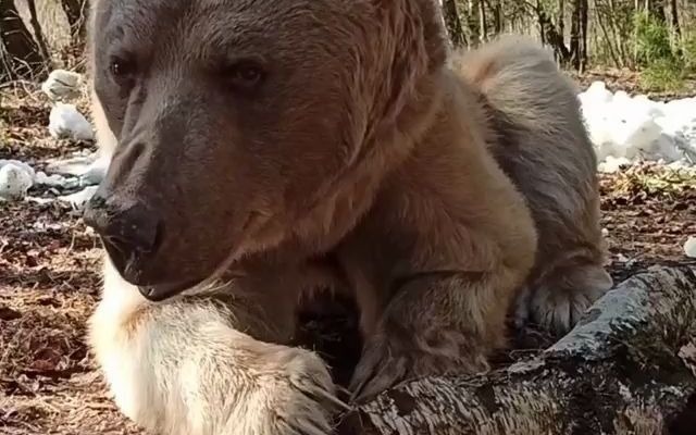 【熊】斯捷潘午休睡醒了 舒展一下身子