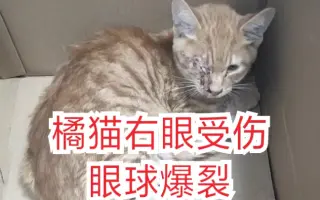 眼球受伤_ 搜索结果_哔哩哔哩_Bilibili