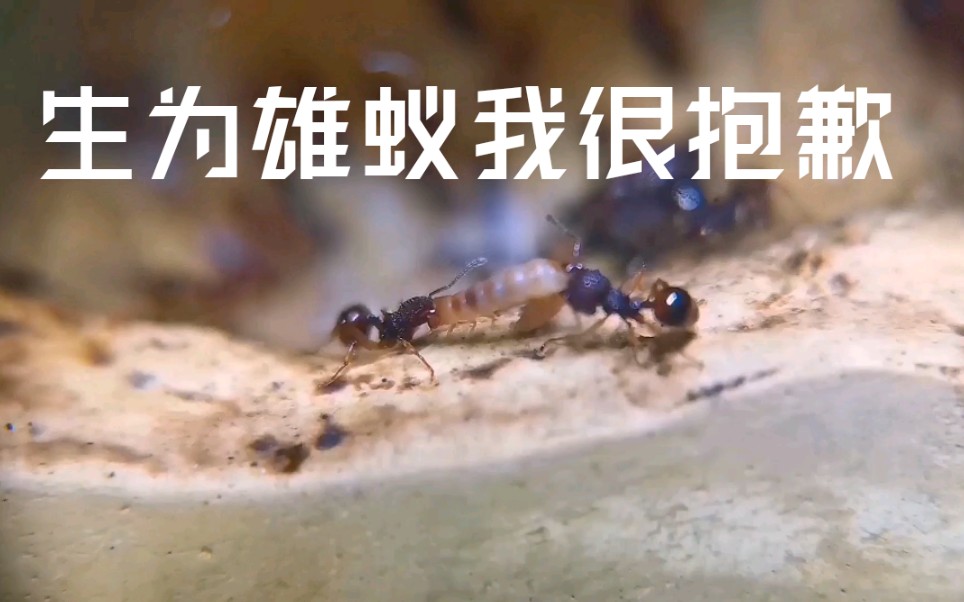 [图]【科普】蚂蚁搞性别歧视 寄人篱下的蚁族王子&生为雄蚁我很抱歉