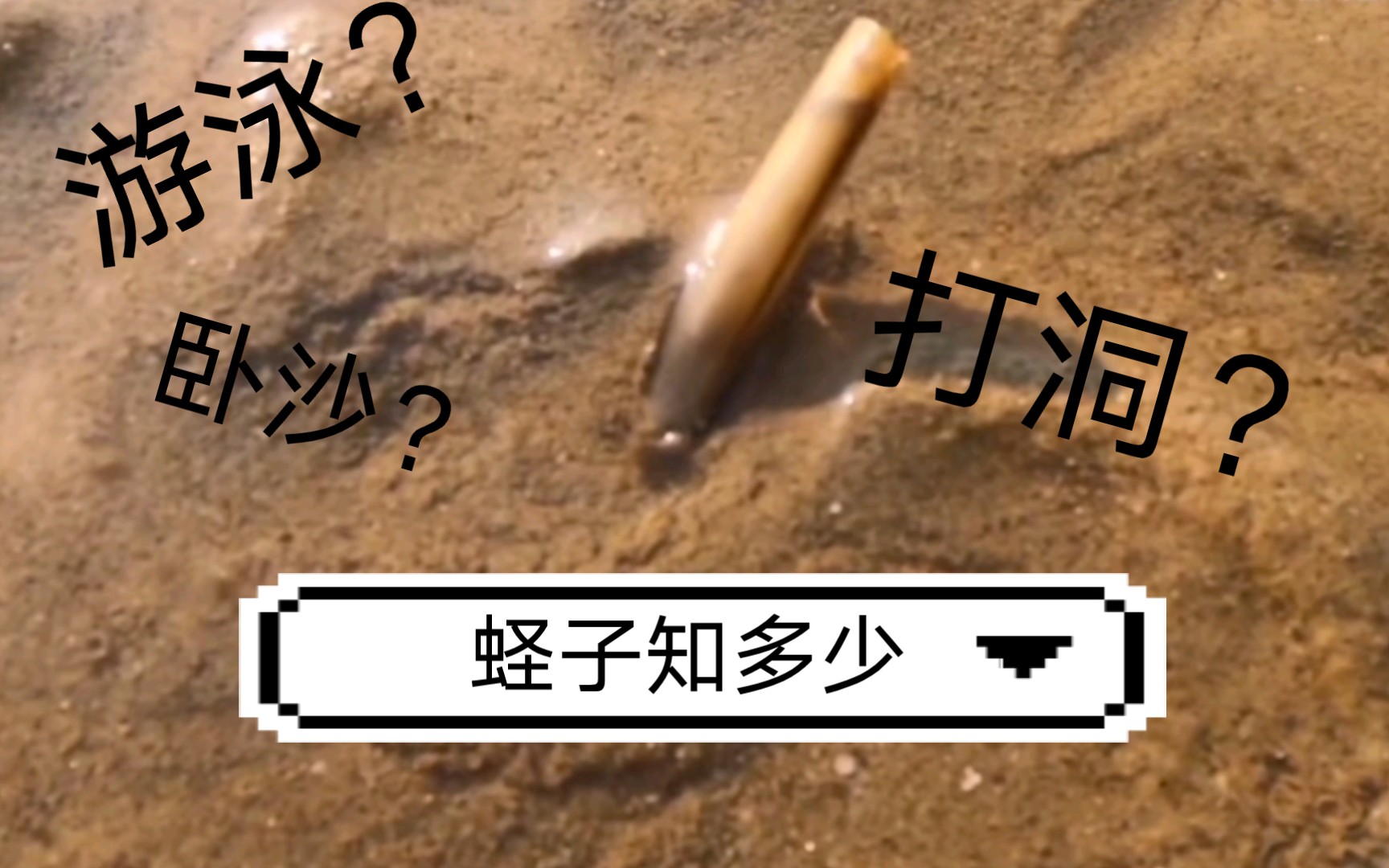 大庆赶海王大齐吖你可知蛏子如何抓捕游泳卧沙