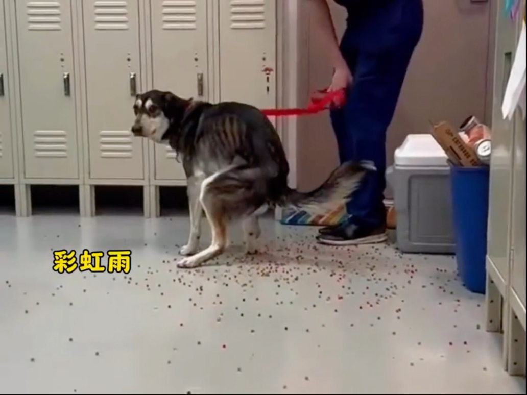 “盘点傻狗的日常”-喵汪奇遇馆-喵汪奇遇馆-哔哩哔哩视频
