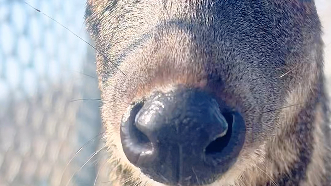 林麝幼崽也太可爱了吧