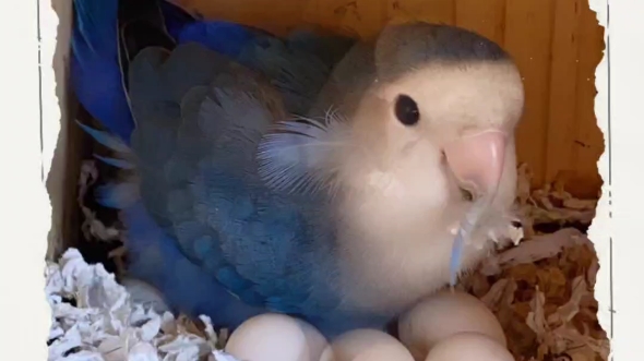 牡丹鹦鹉紫罗兰