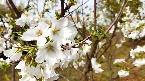 这白色的花 叫不出名字 也不知道是樱花还是海棠花 哔哩哔哩 Bilibili