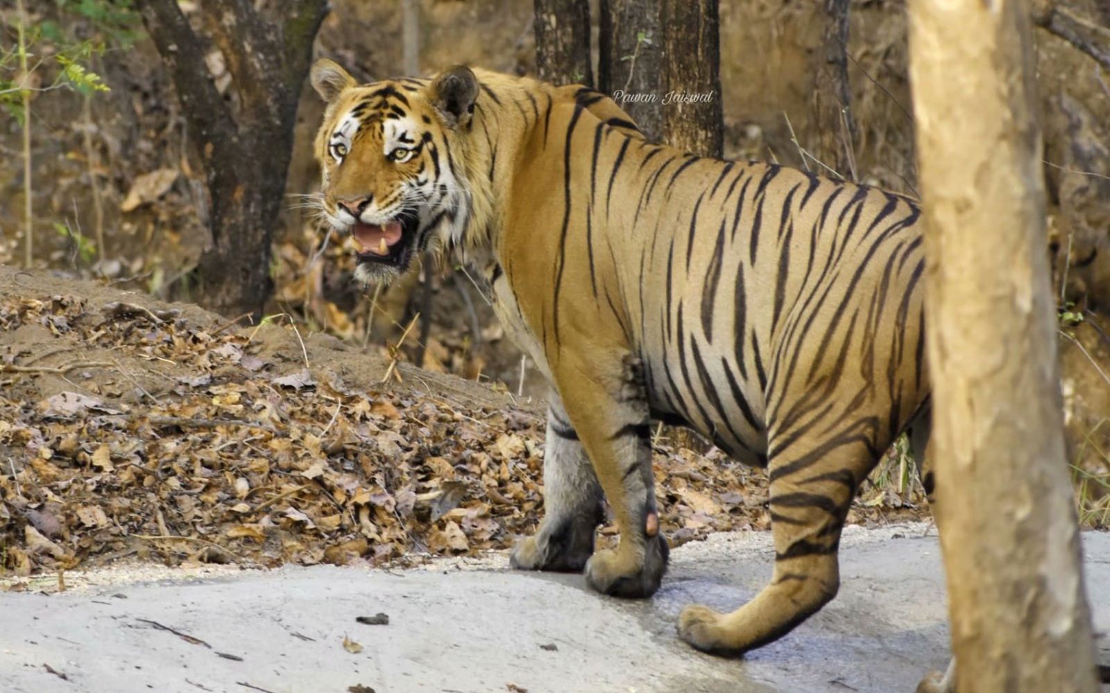 【朋齐】:保护区最红的雄虎—帅哥,库斯帕尔区虎王19.