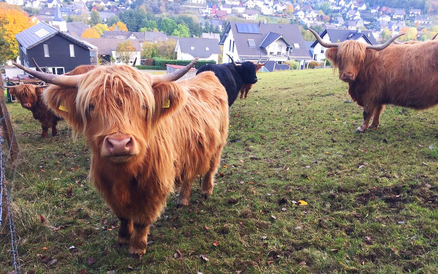 渴望放牛的德国牧羊犬