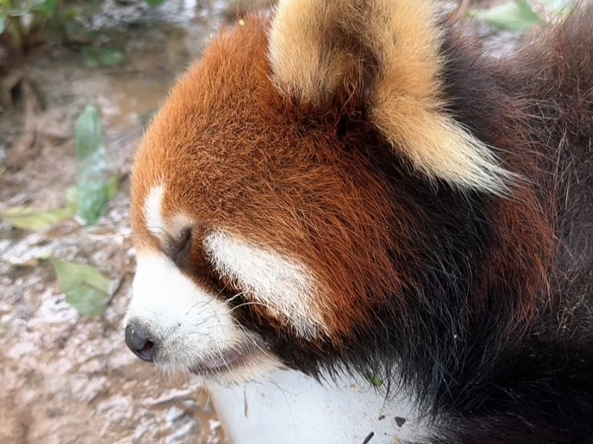 panda直播=panda直播bj女团