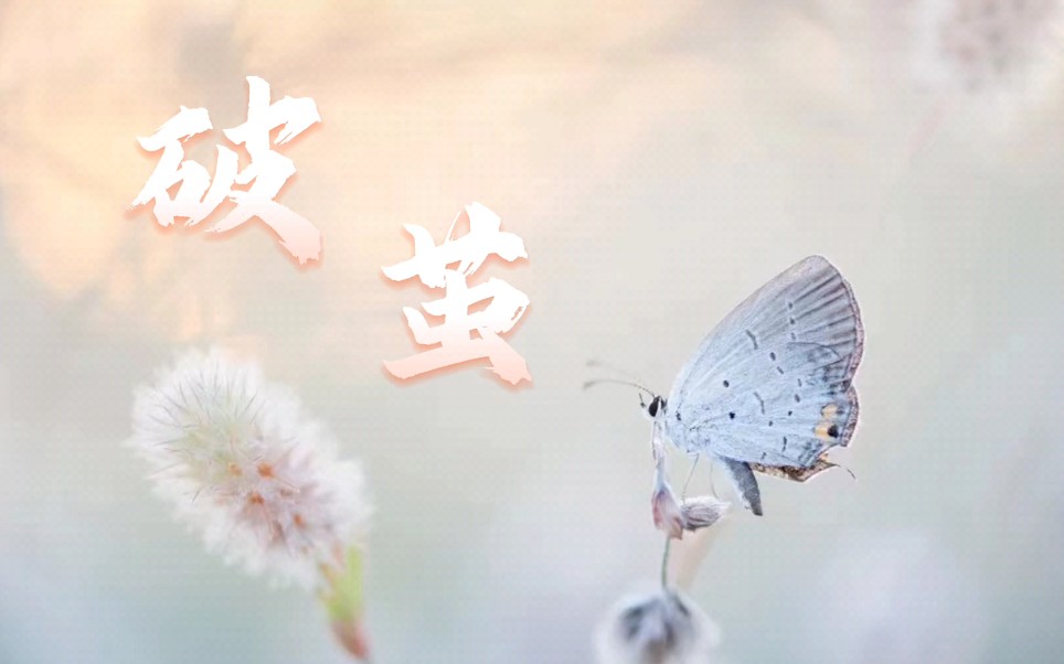 《破茧》_哔哩哔哩_bilibili