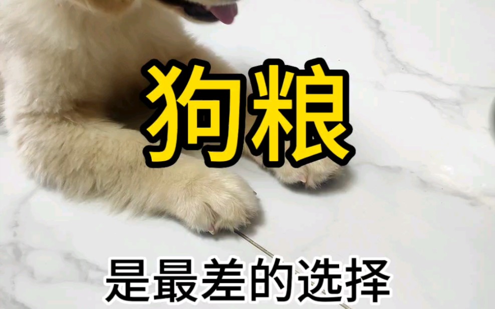 自制狗饭,yyds哔哩哔哩bilibili