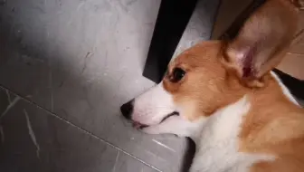 可爱小狗