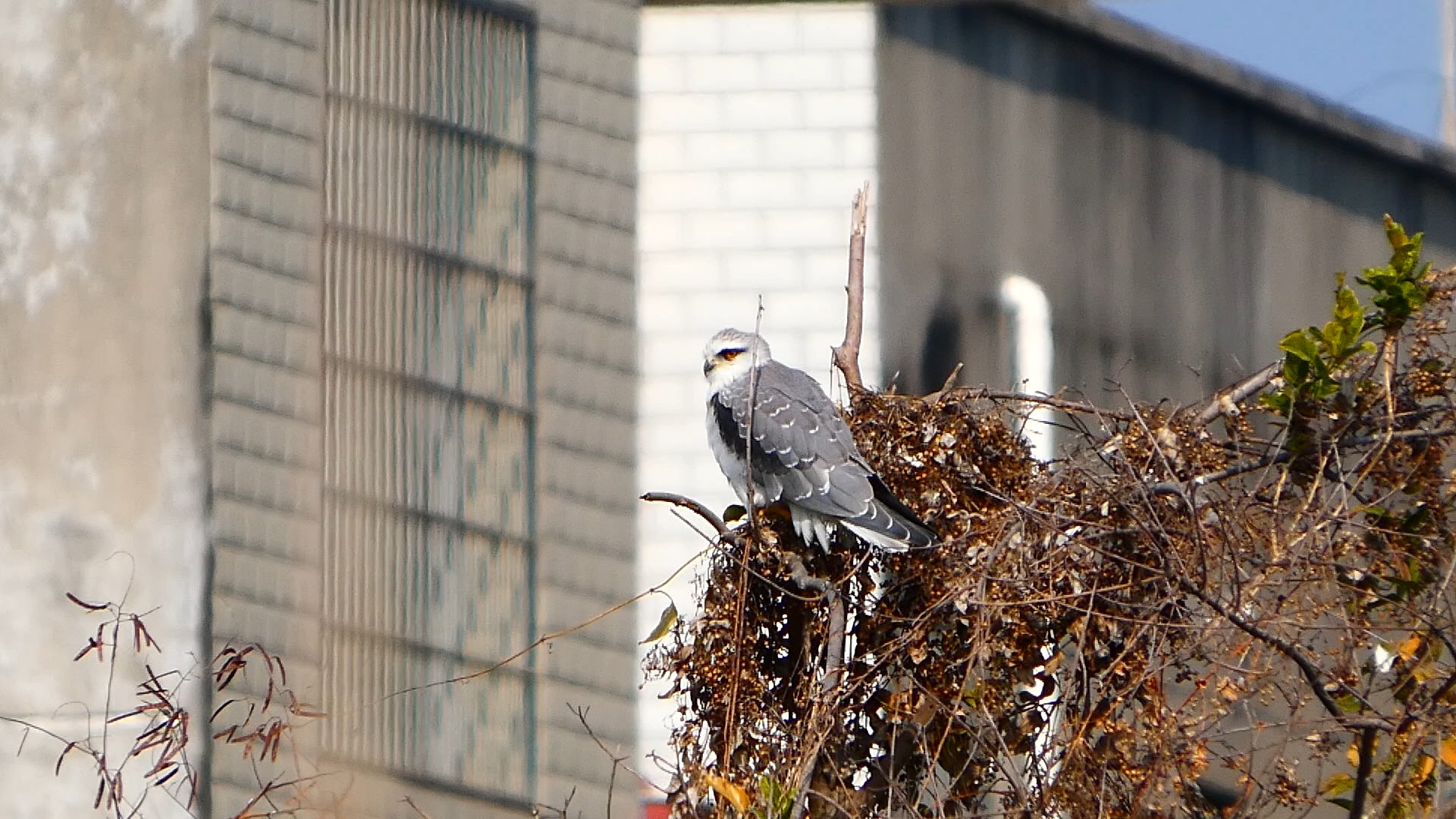 黑翅鸢亚成宝宝幼鸟