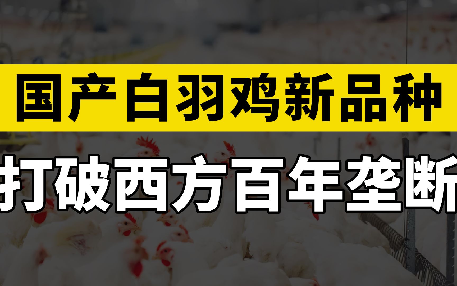 又一行业突围成功,我国自主研发白羽鸡新品种,打破西方百年垄断哔哩哔哩bilibili