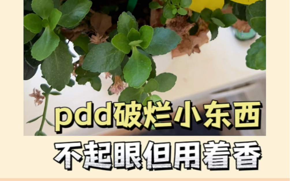 平时不起眼但用着真香的破烂小东西#pdd网购关键词大法#pdd网购信息差哔哩哔哩bilibili