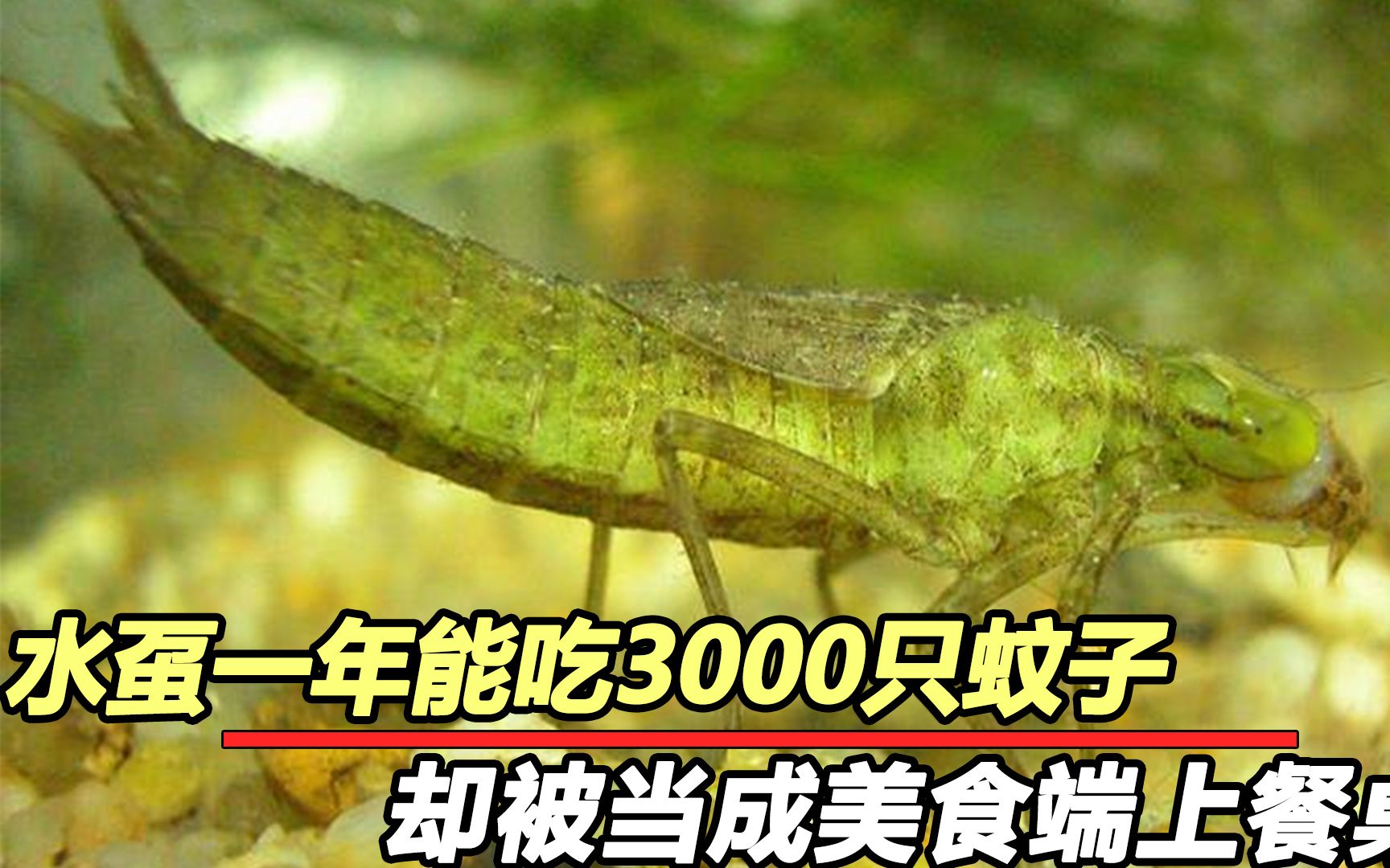 蚊子一生的天敌!水泵一年吃掉3000只蚊子,却被吃货当美食享用哔哩哔哩bilibili