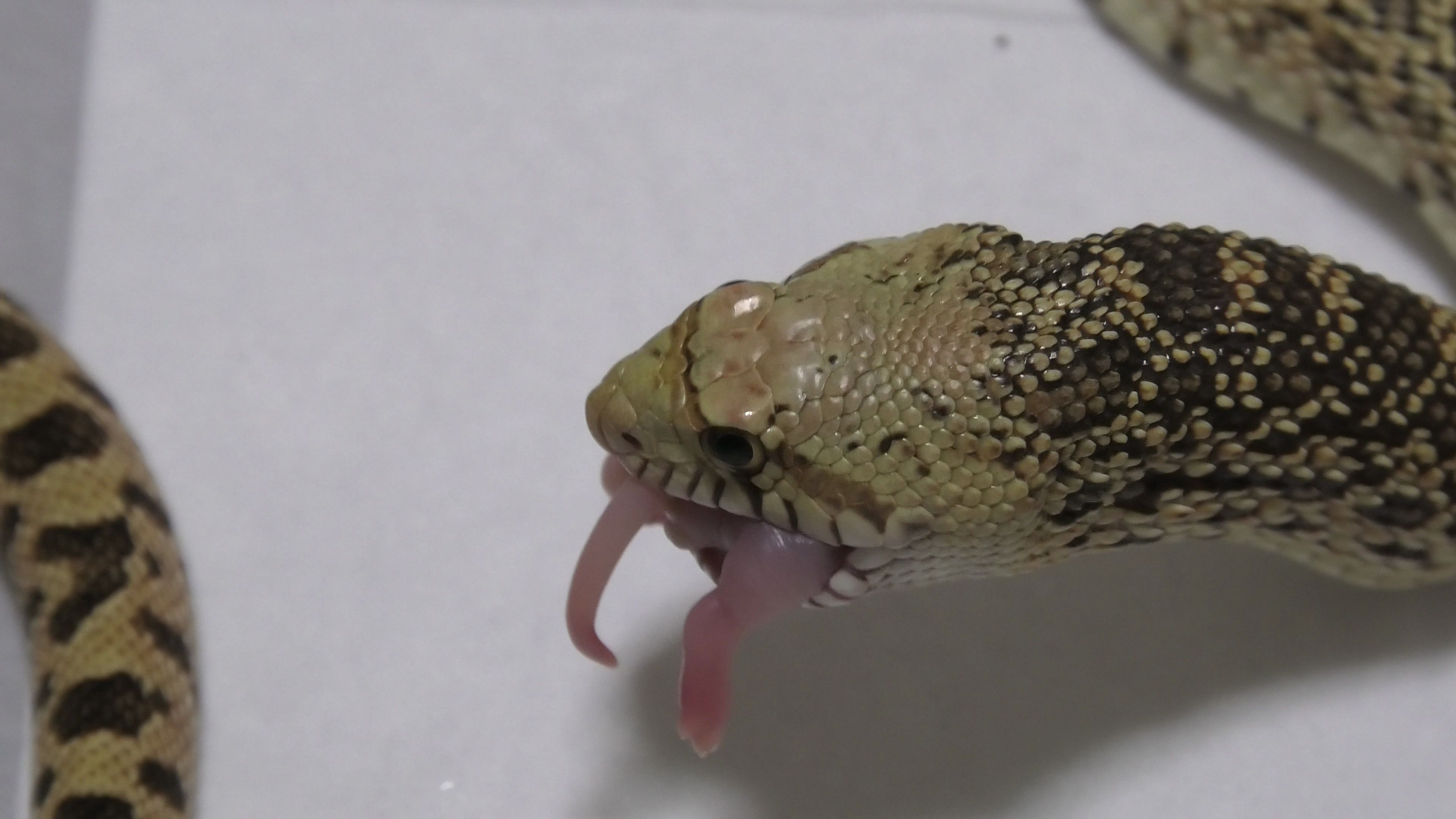 缺黑牛蛇 bull snake_哔哩哔哩_bilibili