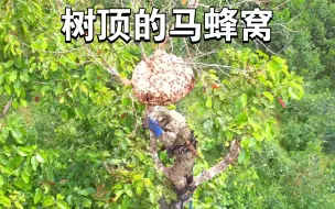 Download Video: 马蜂窝被建造在大树最顶端，最终还是逃不脱两脚兽的魔掌。