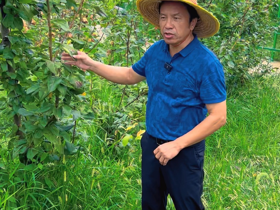 当前是高温干旱季节,落叶果树一定要注意保护叶片,可以选择唑醚戊唑醇➕克菌丹,高氯吡丙醚➕联苯噻虫胺,病虫一次搞定.#落叶 #二次开花 #病虫害...