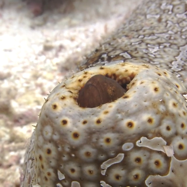 一条住在海参肛门的鱼.隐鱼与海参算是