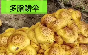 Download Video: 苹果树上长了既好看，又好吃的野蘑菇——多脂鳞伞