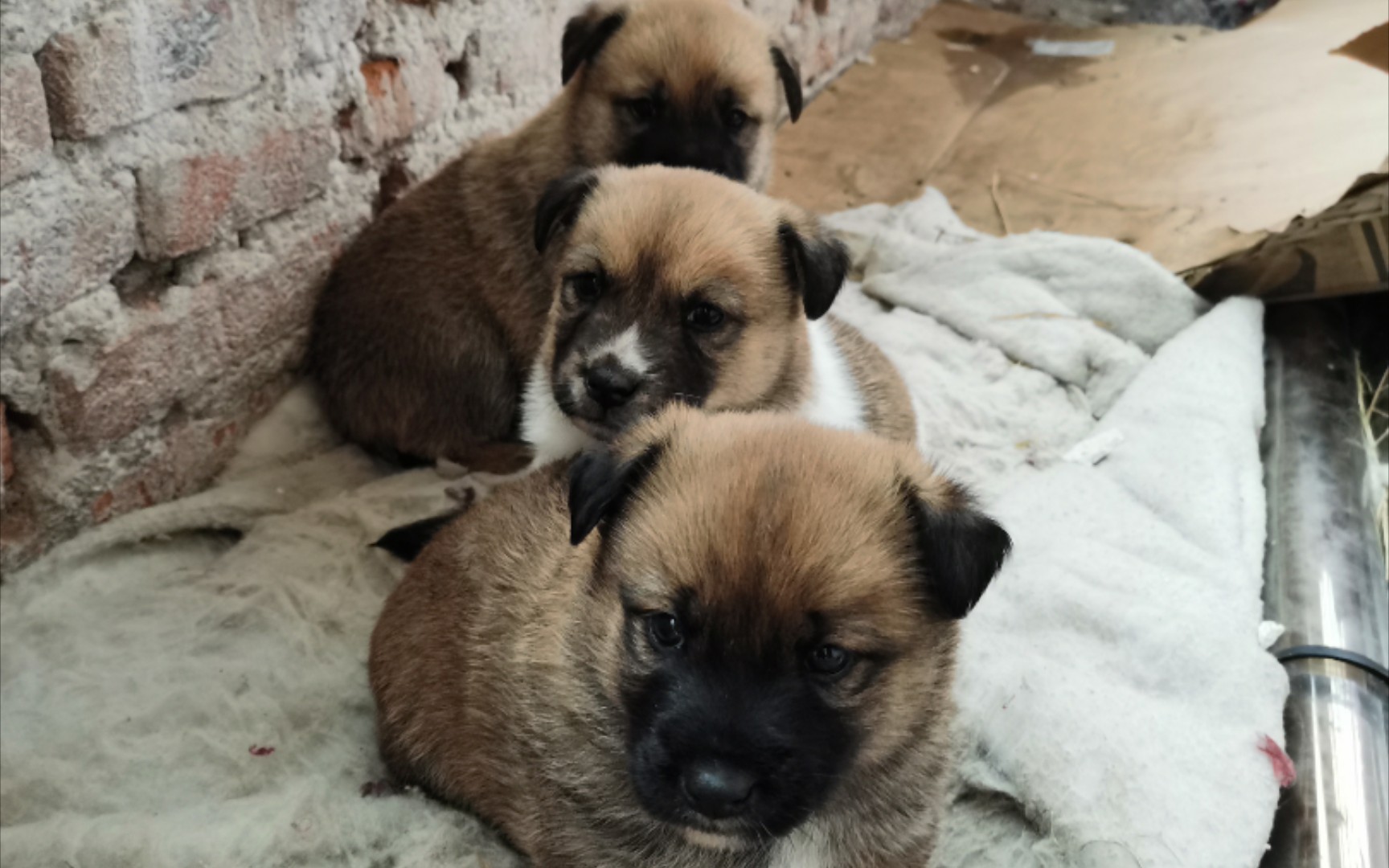 【中华田园犬】自家可爱小奶狗