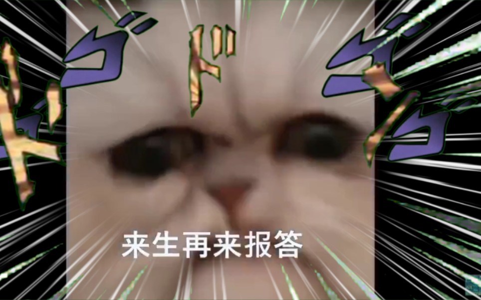 【奶奶猫】奶奶猫的黄金体验哔哩哔哩bilibili