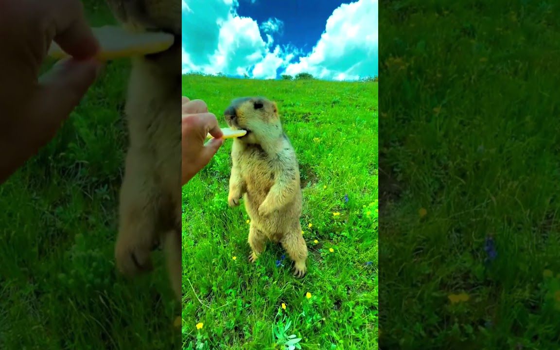 旱獭是可爱的野生动物 52 #动物 #旱獭 #动物 #野生动物 #可爱