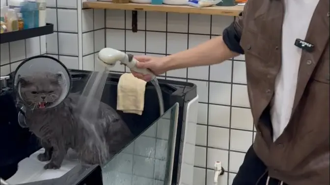 犟种暴躁蓝猫