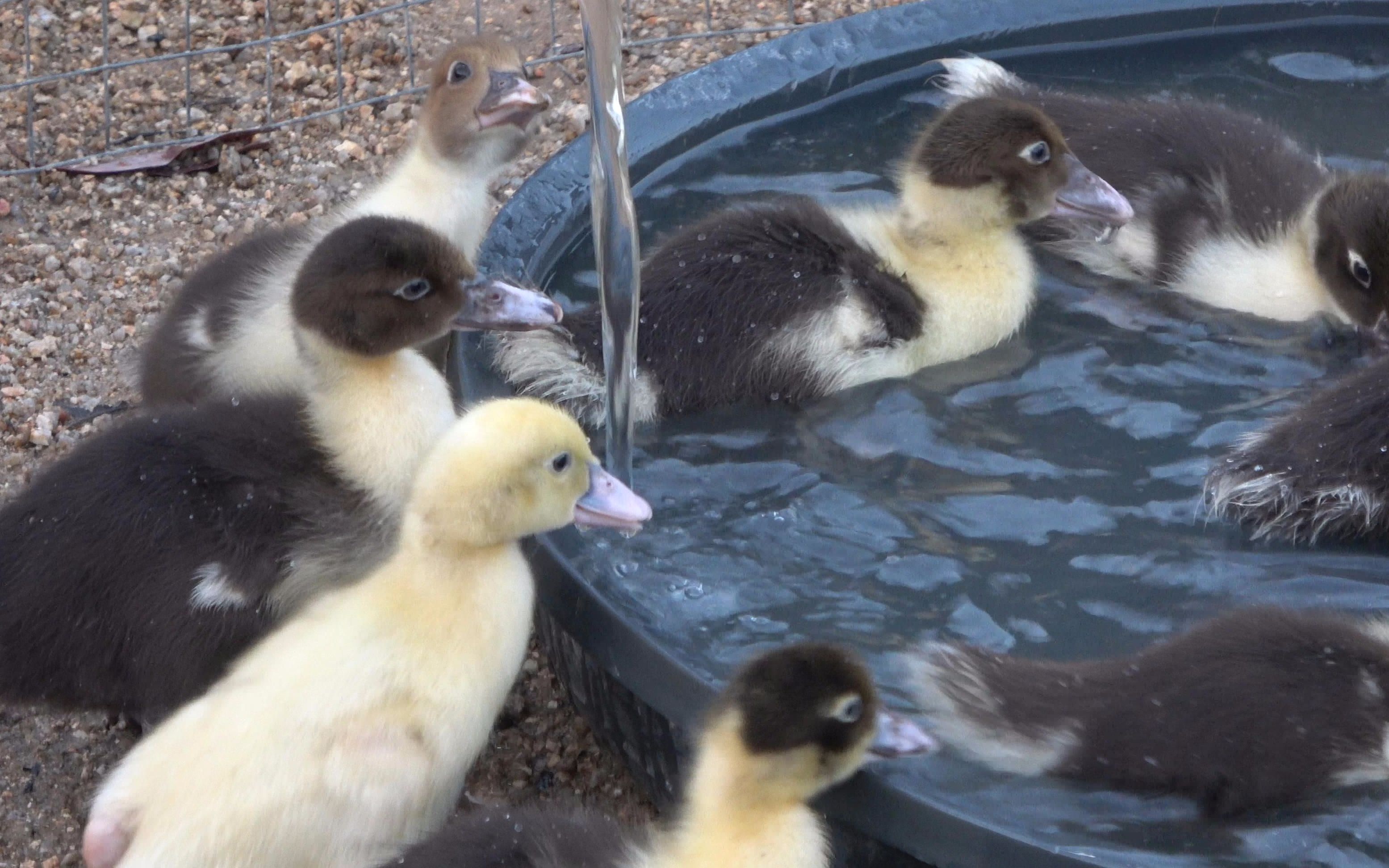 老林在水库旁边搭个帐篷养小鸭:最近天气凉,等长大点再赶下水_哔哩