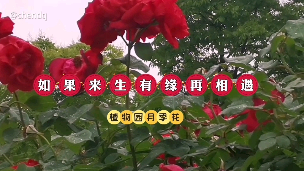 [图]《如果来生有缘再相遇》植物园月季