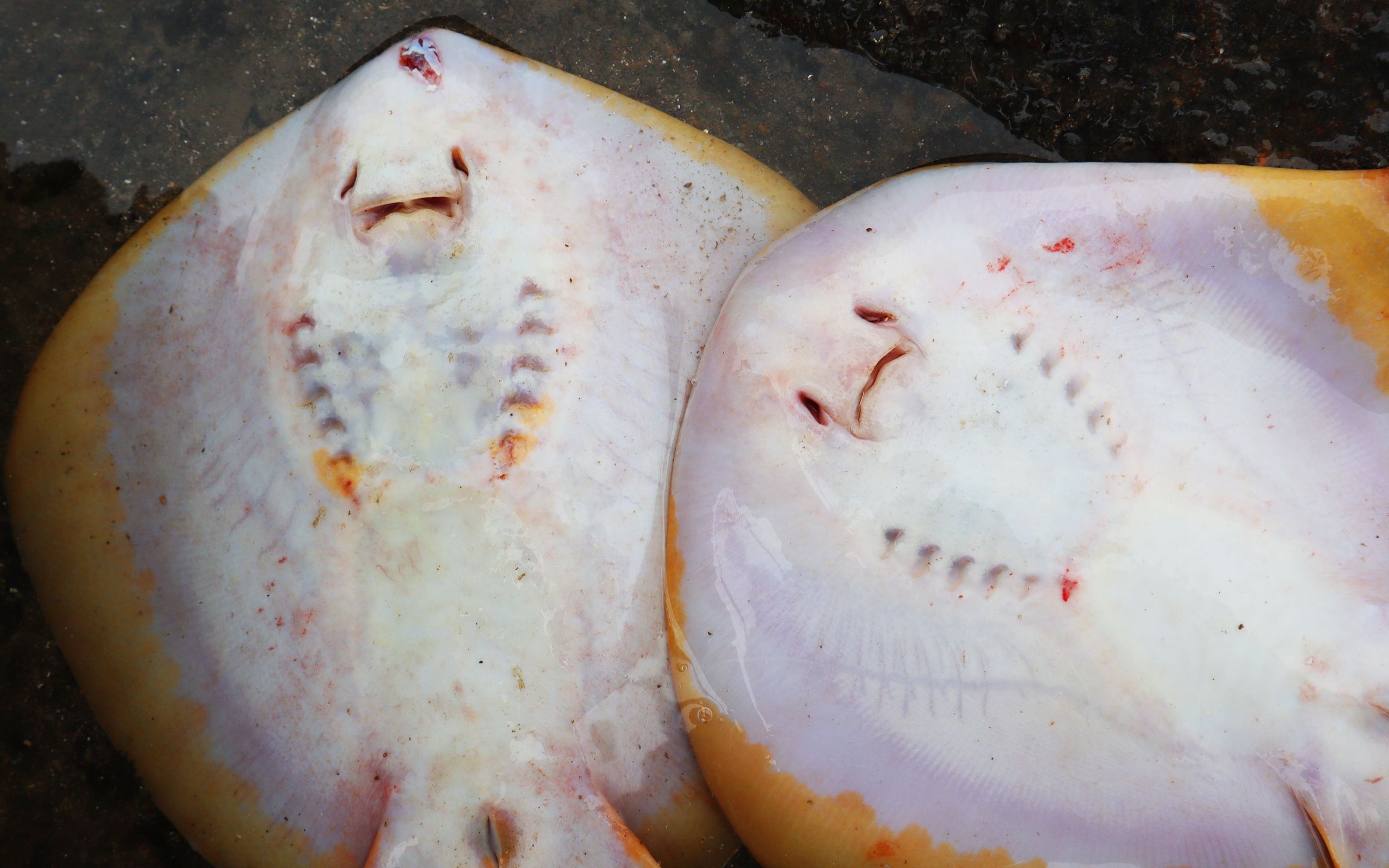 海岸散落一堆魔鬼鱼,死的死伤的伤,渔妹猜到原因后将它们放生